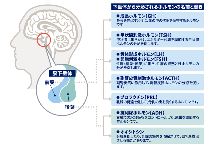 ホルモンとは